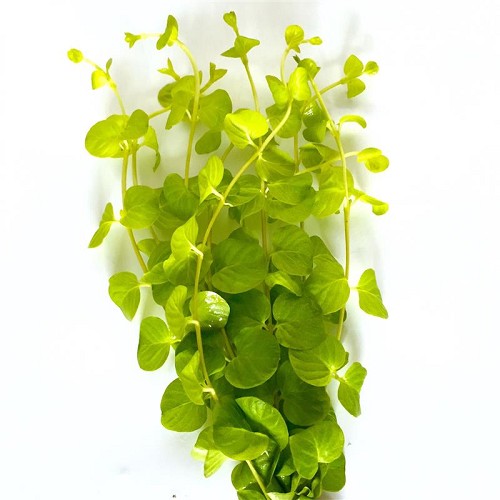 Lysimachia nummularia aurea yellow bunch